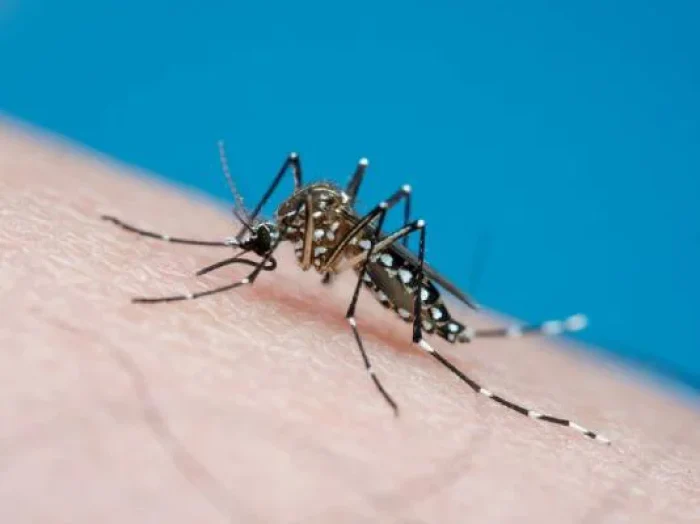 Todos_Contra_a_Dengue