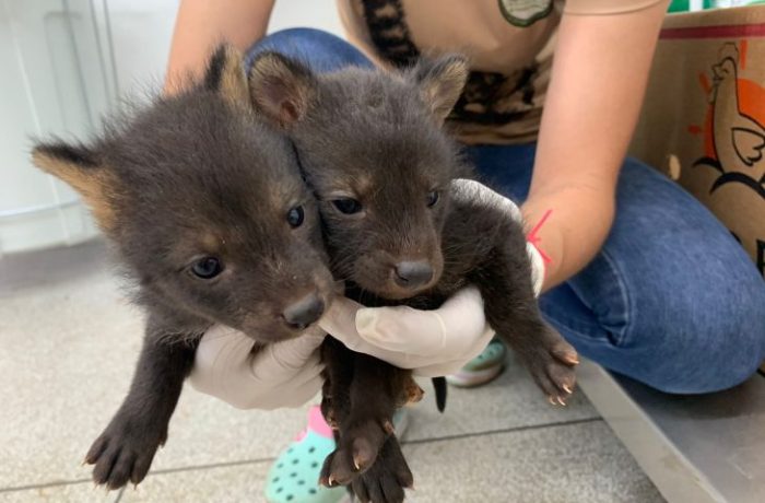 Três animais silvestres são resgatados e encaminhados ao Hospital Ayty do Imasul