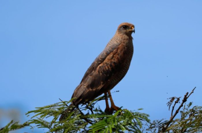 Unidades de Conservação do Imasul participam de evento mundial de observação de aves
