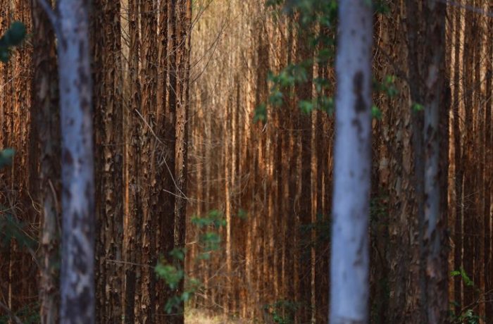 Vale da Celulose base florestal em Mato Grosso do Sul deve crescer 40% até 2028