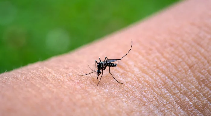 aedes-aegypti-mosquitoe