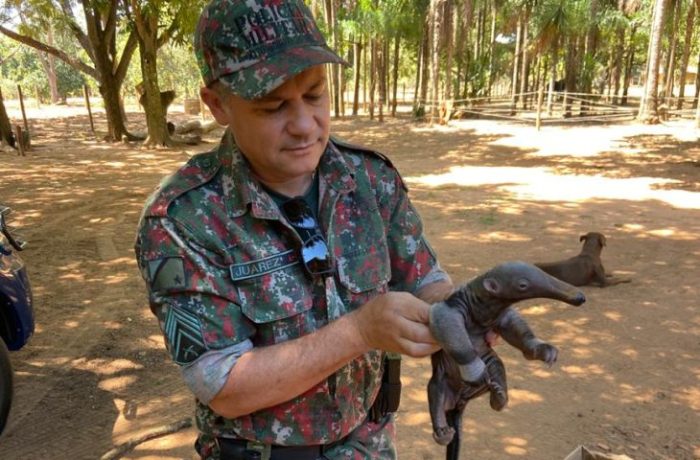 animal silvestre ferido