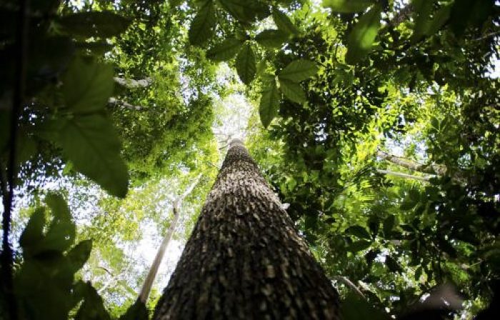 Juruena, MT, Brasil:  Castanheira na reserva legal comunitária do assentamento Vale do Amanhecer.  (Foto: Marcelo Camargo/Agência Brasil)