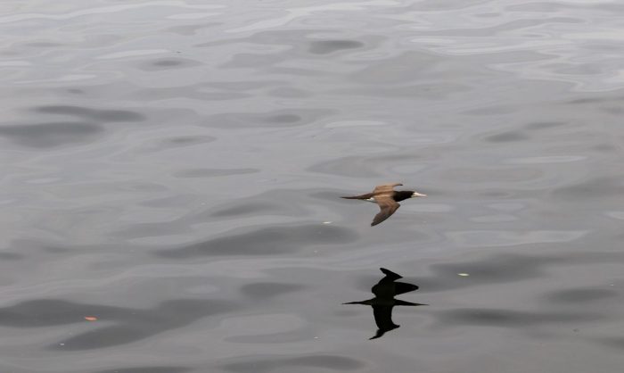 O Atobá Mergulhão sobrevoa a Baía da Guanabara, no Rio de Janeiro.