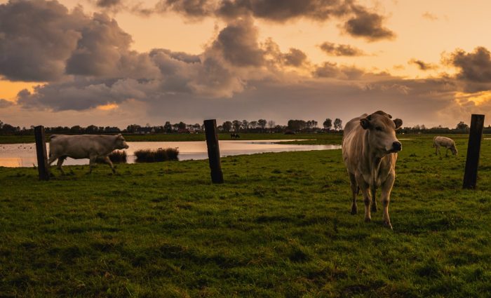 A beautiful shot of cows on a rural field in Zeeland, the Netherlands