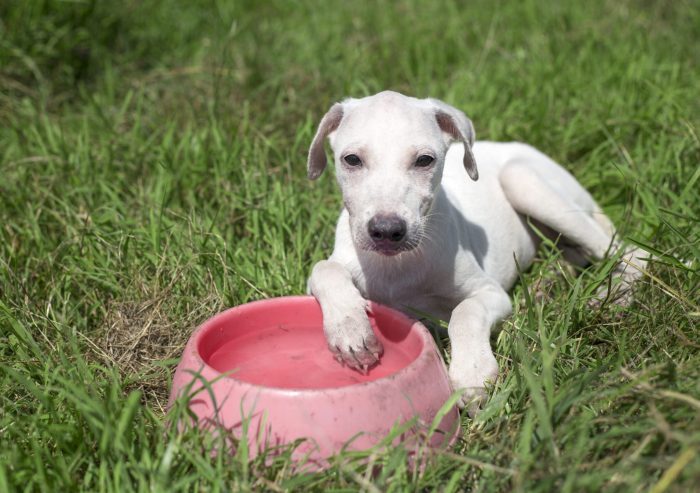 Dog Animal Breed Mammal Outdoors Pet Canine