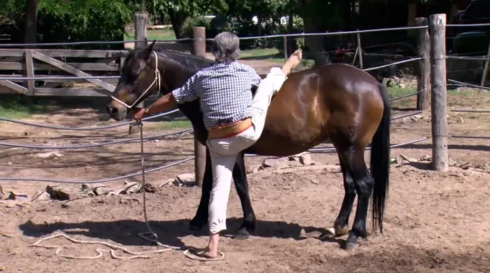 encantador-de-cavalos