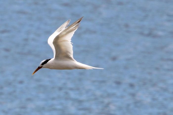Rio de Janeiro (RJ) –  Rio de Janeiro confirma terceiro caso de Gripe Aviária detectado na Ilha do Governador. As aves contaminadas são da espécie Thalasseus acuflavidus, conhecida como Trinta-réis-bando. Foto: Foto: Wikimedia/Cesar Augusto Chirosa Horie