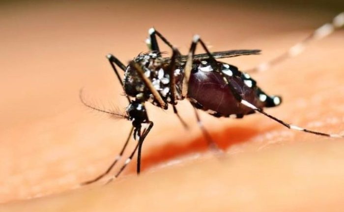 mosquito-agencia