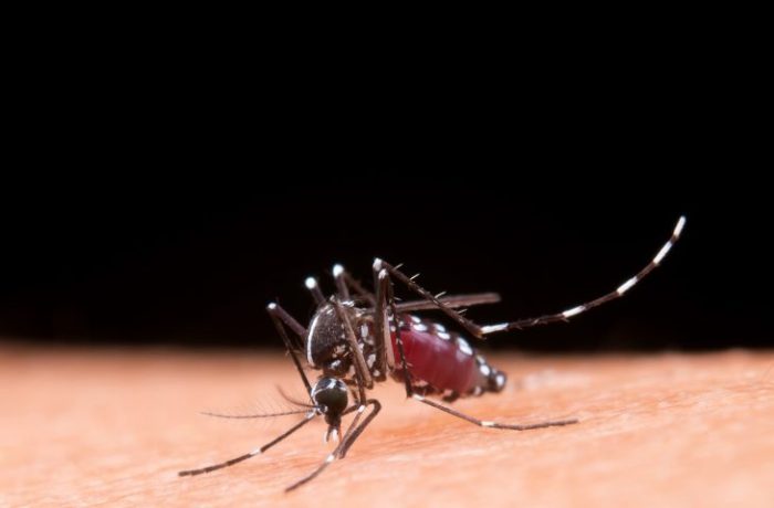 mosquito-dengue
