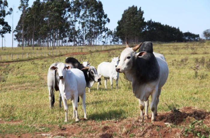 pecuaristas devem atualizar cadastro de rebanhos na Iagro até o dia 30 de novembro
