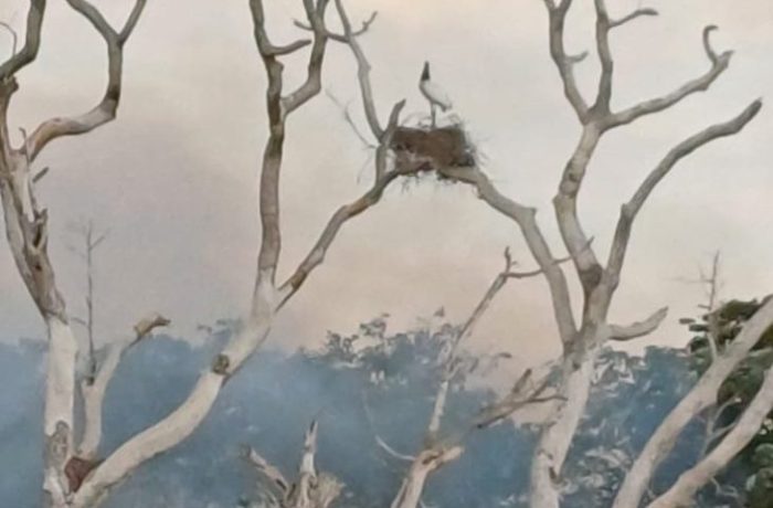 socorristas monitoram animais por conta de incêndios no Pantanal